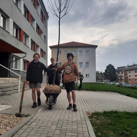 Projekt stromy pro všechny